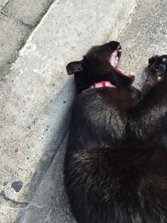 ストレスを感じていない猫