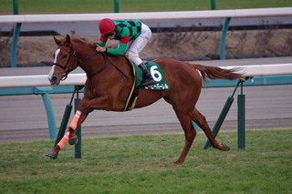 フェアリー勝ち馬