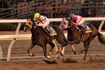 東京大賞典 1着サウンドトゥルー 2着ホッコータルマエ