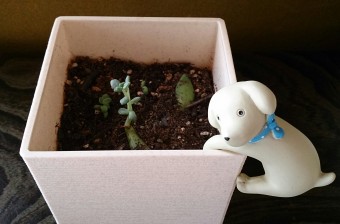 大きくなれよ～(^.^)