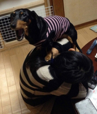 娘の肩に乗るこはく