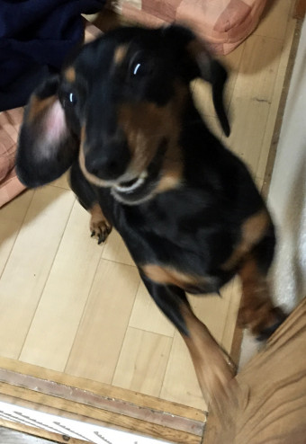 おとうさんをお出迎えなこはく