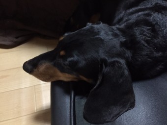 耳がチャームポイント。