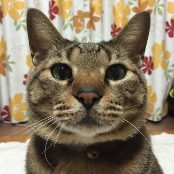 12540229_928148823929466_1522576103_n-340x340