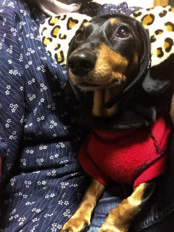 新しい耳が生えました。