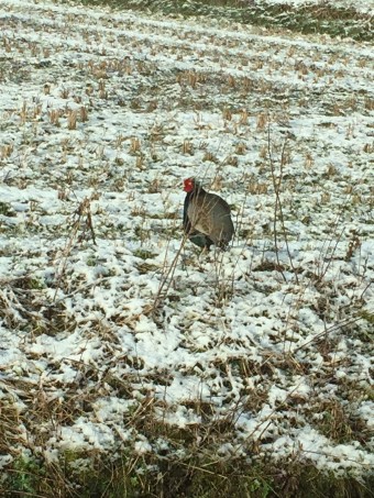 シュール・・・