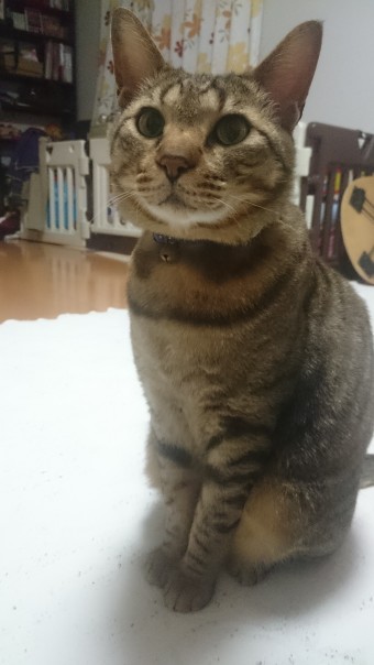 1461591307313742158821