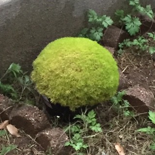 丸い形がかわいい苔