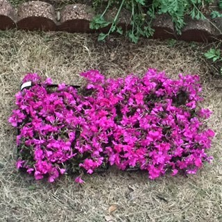 ピンクがきれいな芝桜