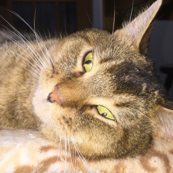 こてつ（オス）