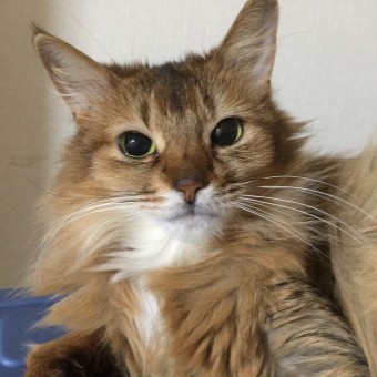 ショコラ（メス）