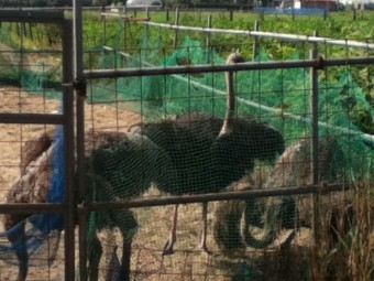 ダチョウと再会です