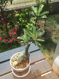 前のときのつぼみ