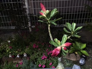 昨日の夜はまだつぼみの状態でした