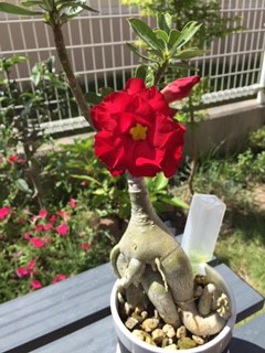 よく見ると中は黄色い