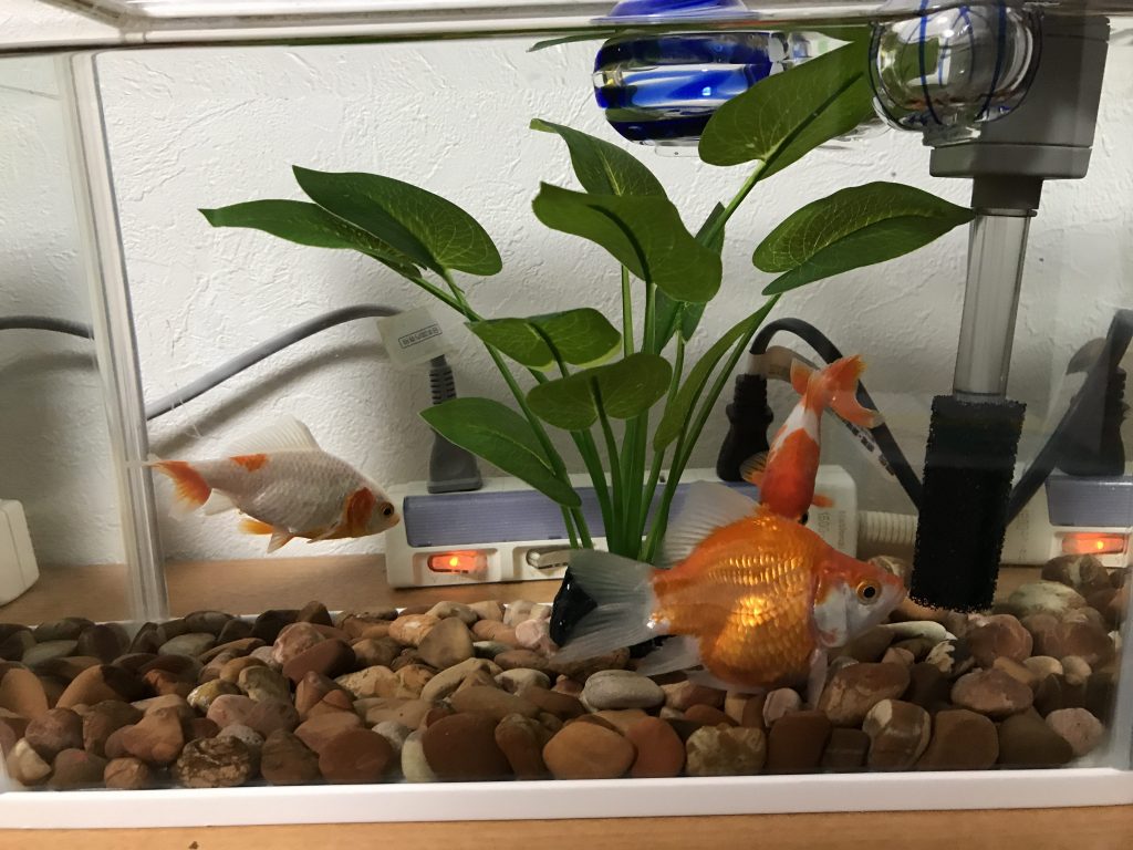 金魚 ウィザップ スタッフブログ