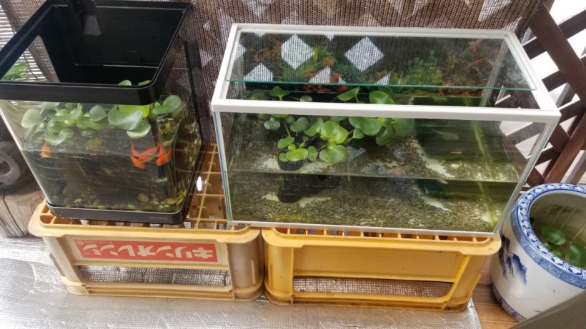 メダカと金魚 ウィザップ スタッフブログ メダカと金魚 ウィザップ スタッフブログ