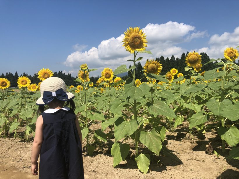 新潟県津南町の 津南ひまわり広場 で圧巻のひまわり畑を観てきた 暑さ対策は過剰なほどするべき 新潟県津南町の 津南ひまわり広場 で圧巻のひまわり畑を観てきた 暑さ対策は過剰なほどするべき