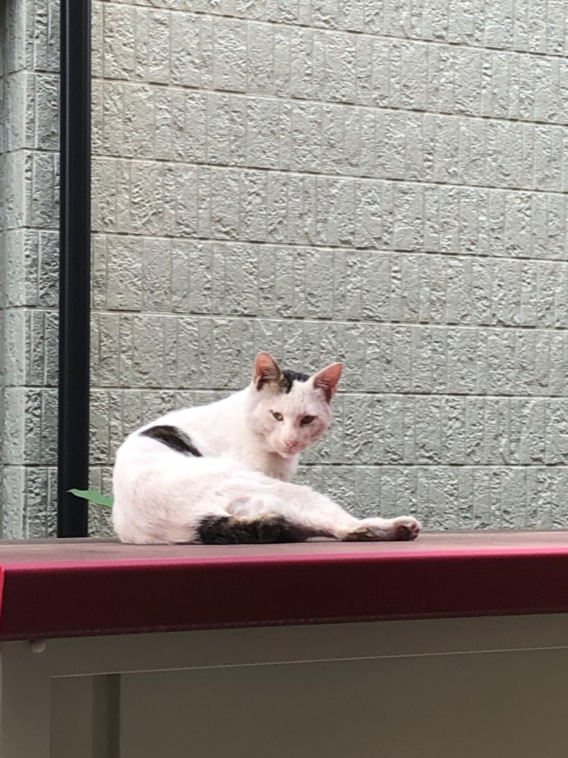 決して ゴミ箱を空にする 視聴者 可愛らしい 猫 Jimmoss Org 決して ゴミ箱を空にする 視聴者 可愛らしい 猫 Jimmoss Org