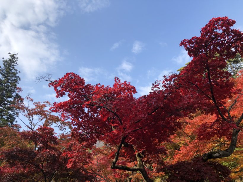 新潟市にお住まいで紅葉を観るなら弥彦のもみじ谷 駐車場は弥彦駅前駐車場がおすすめ ウィザップ スタッフブログ