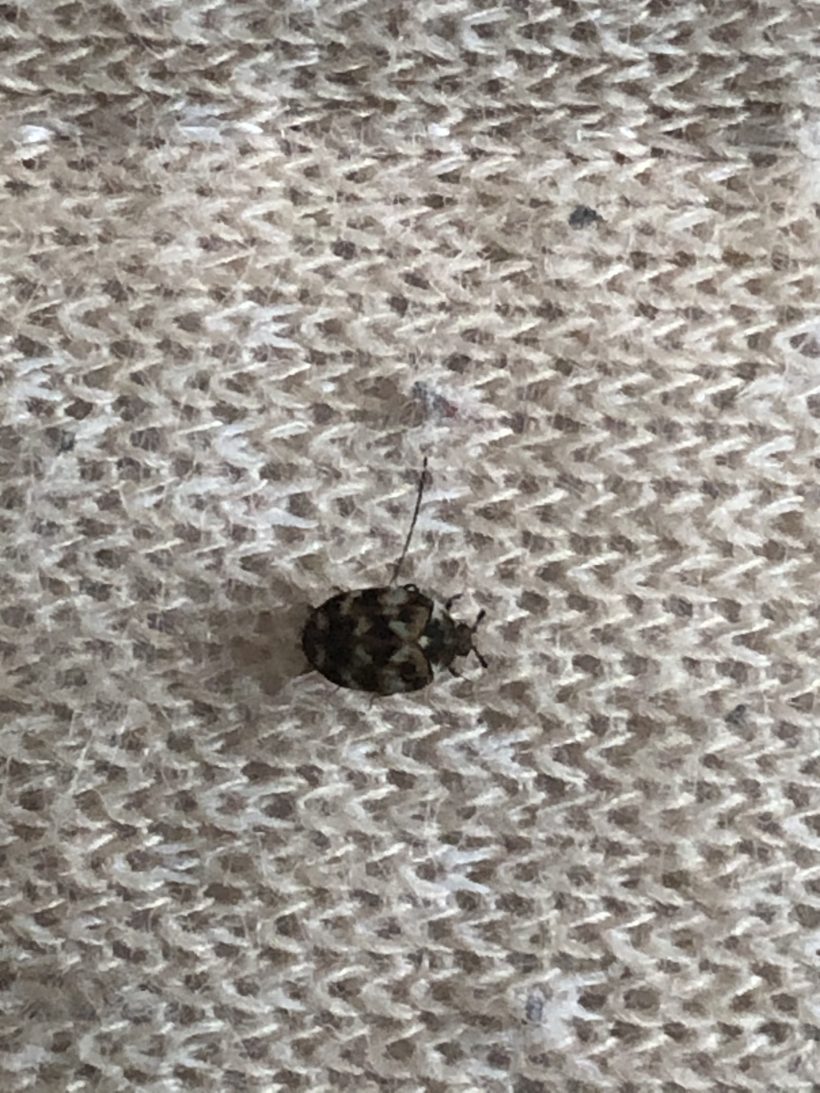 家の中に虫が ウィザップ スタッフブログ 家の中に虫が ウィザップ スタッフブログ